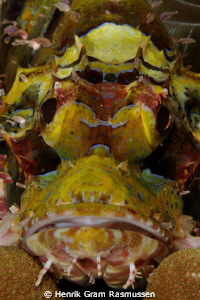 Scorpionfish on coral (portrait) Nikkor 60mm, manual focus by Henrik Gram Rasmussen 